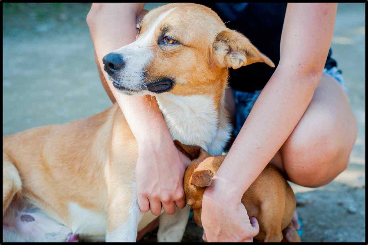 Engaging portrait featuring dogs and humans interacting harmoniously.